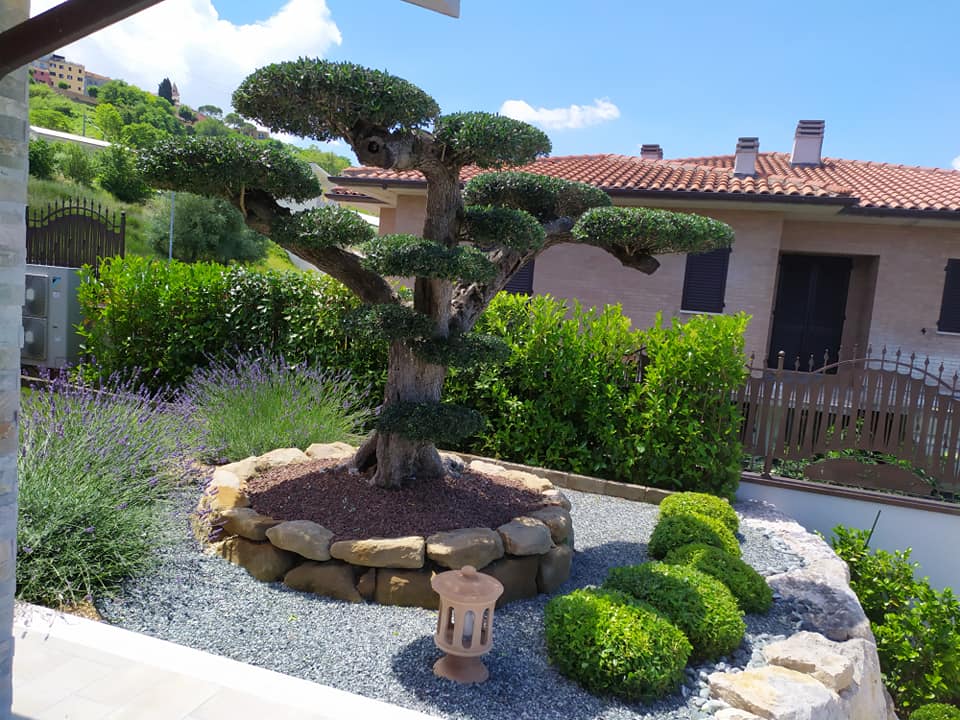 Giardino ornamentale con olivo scolpito