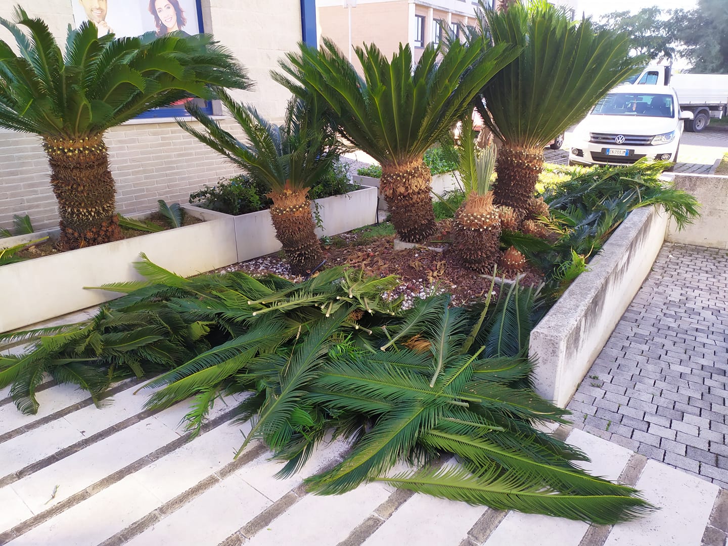 Intervento di potatura su un gruppo di palme