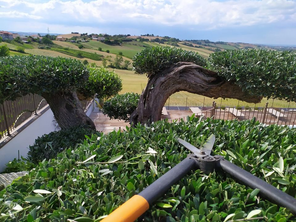 Potatura accurata di una siepe di olivo